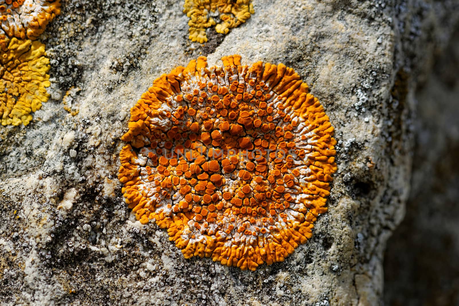 Macro photo of the mushroom on the rocks