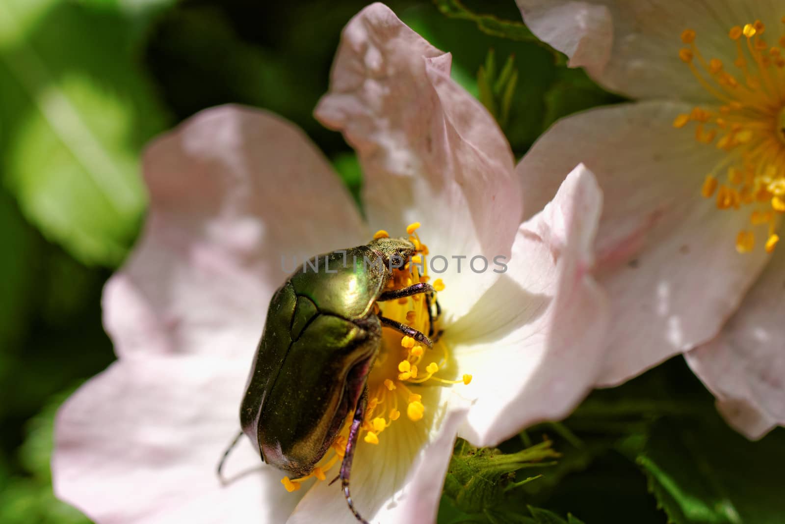 close up about copper flower beetle on flower (Protaetia fieberi)