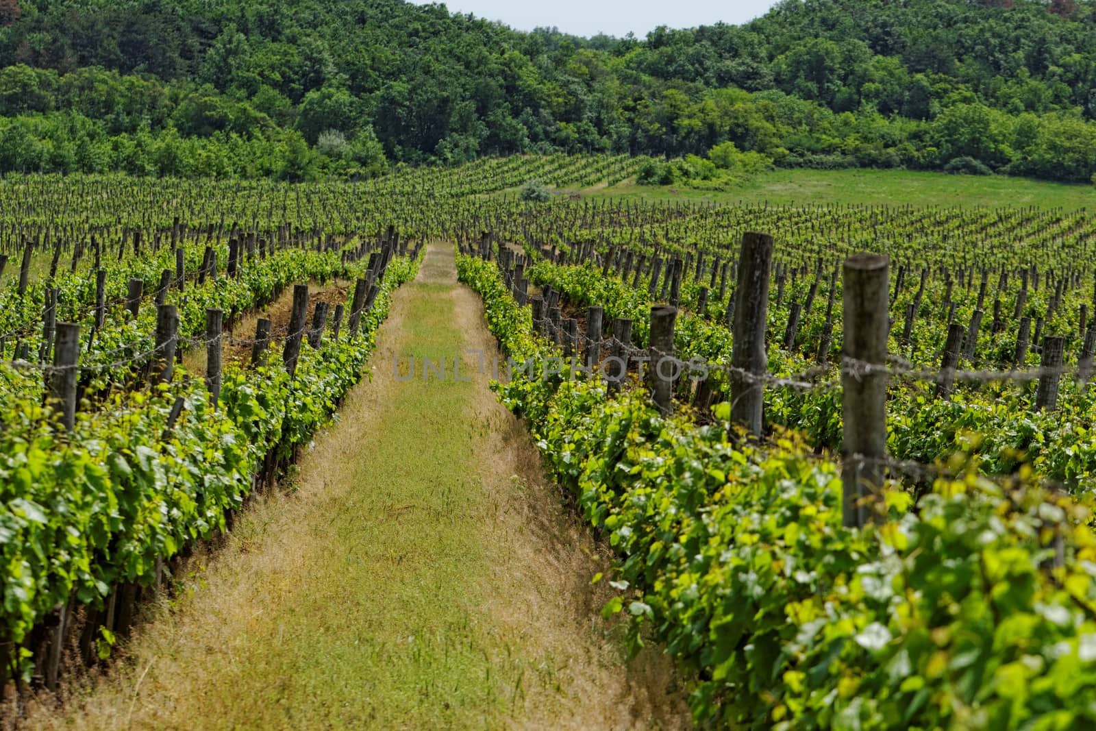 vineyard langscape