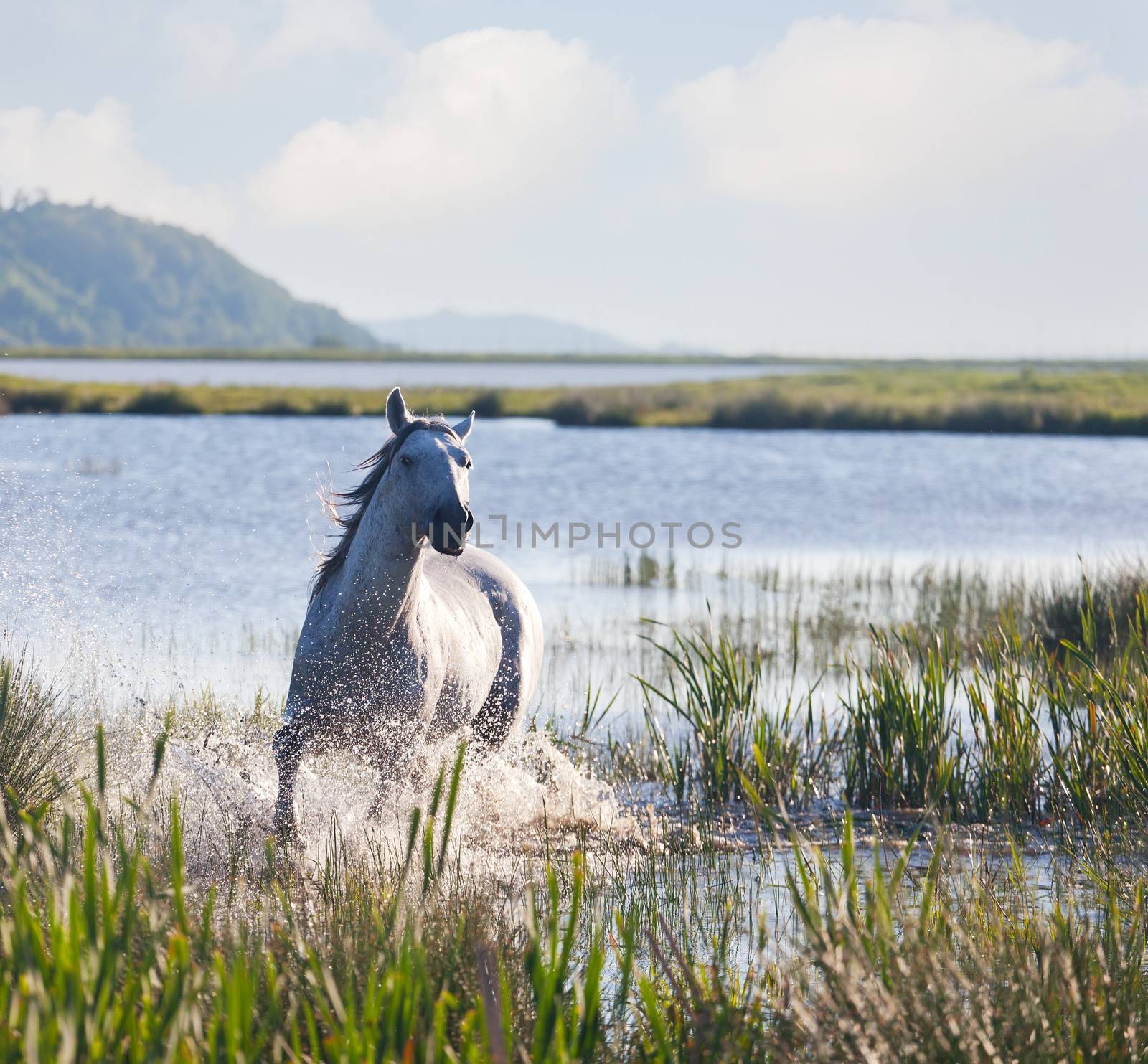 gray Arab horse runs on water