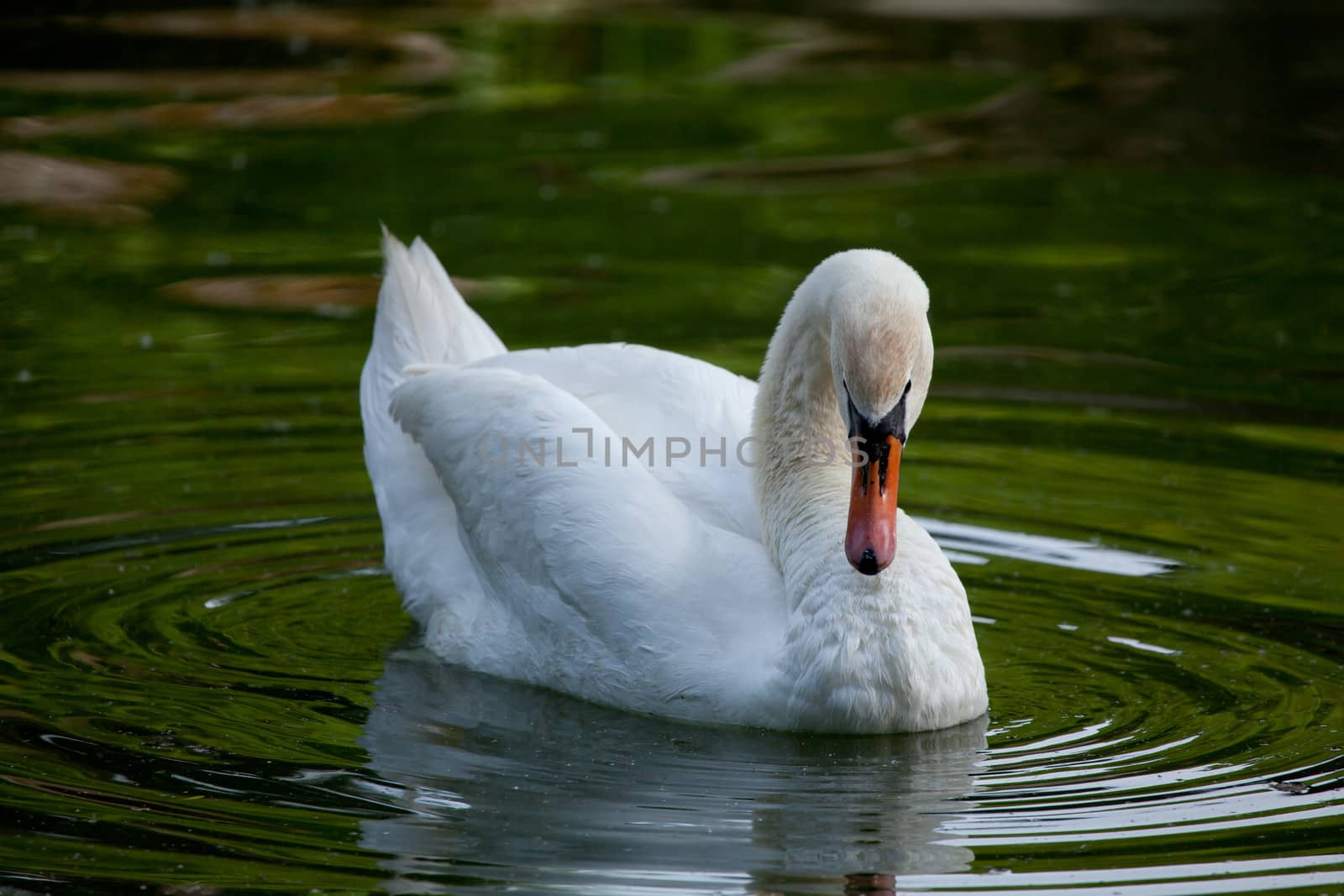 The adult white swan floats on water in the summer evening