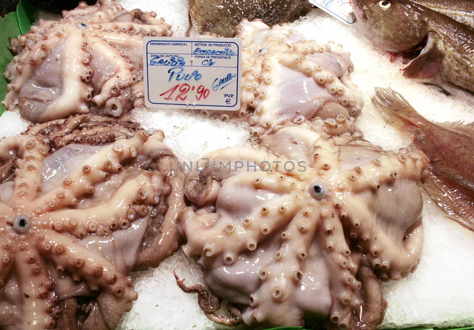Fresh octopus on display on ice, with price, at Barcelona fish market