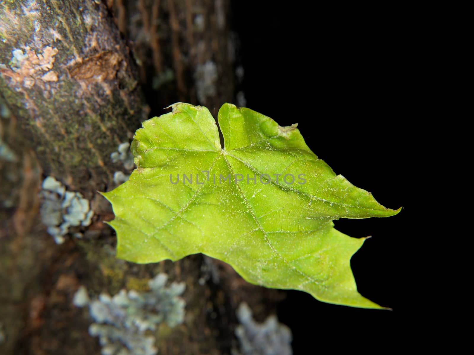 Closeup of green leaf on maple tree isolated towards black background