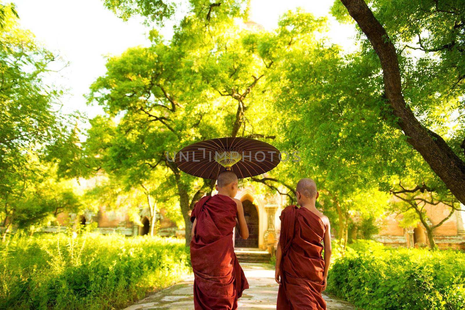 Two little Buddhist monks walking outdoors under shade of green tree, rear view, outside monastery, Myanmar.
