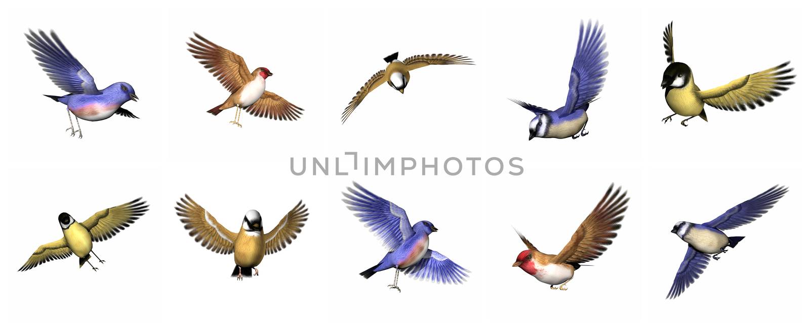 Set of finch birds - 3D render by Elenaphotos21