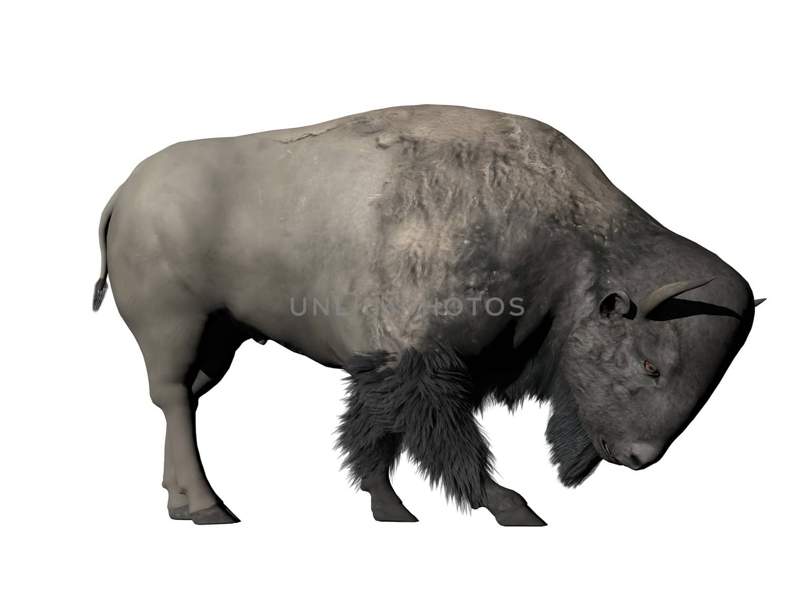 One bison standing head down in white background