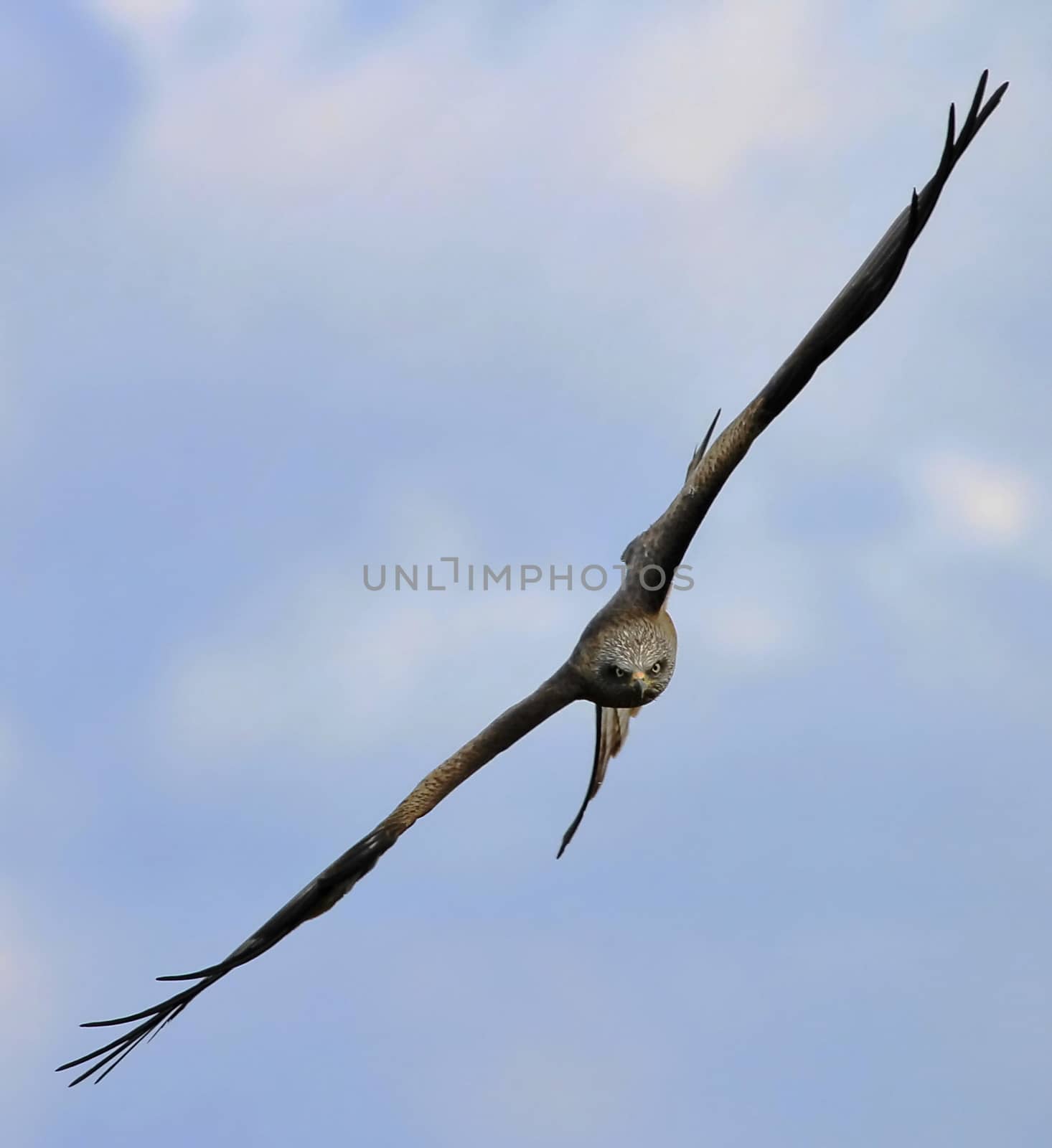 Buzzard flying to the photographer in cloudy sky