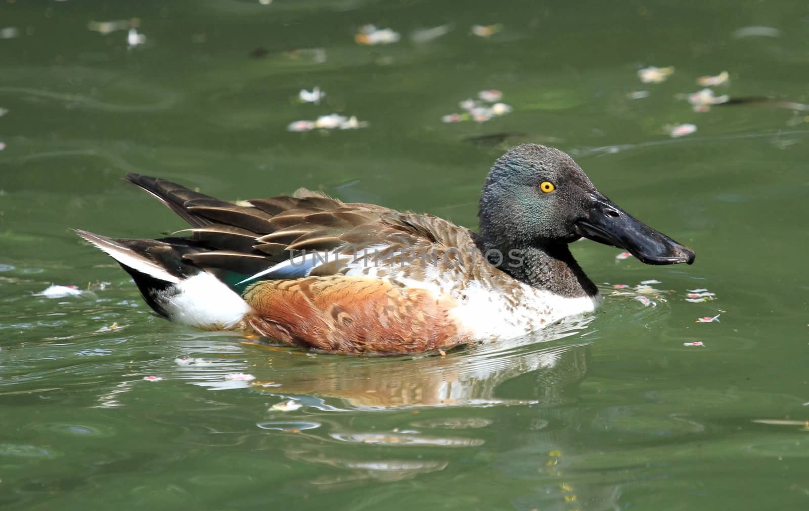 Northern shoveler male duck floating on the water