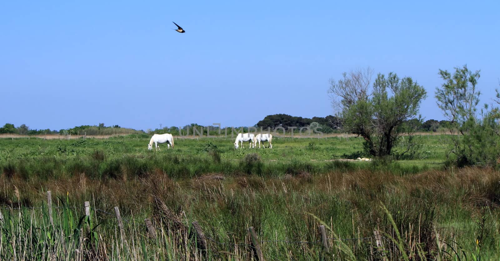 Camargue landscape, France by Elenaphotos21