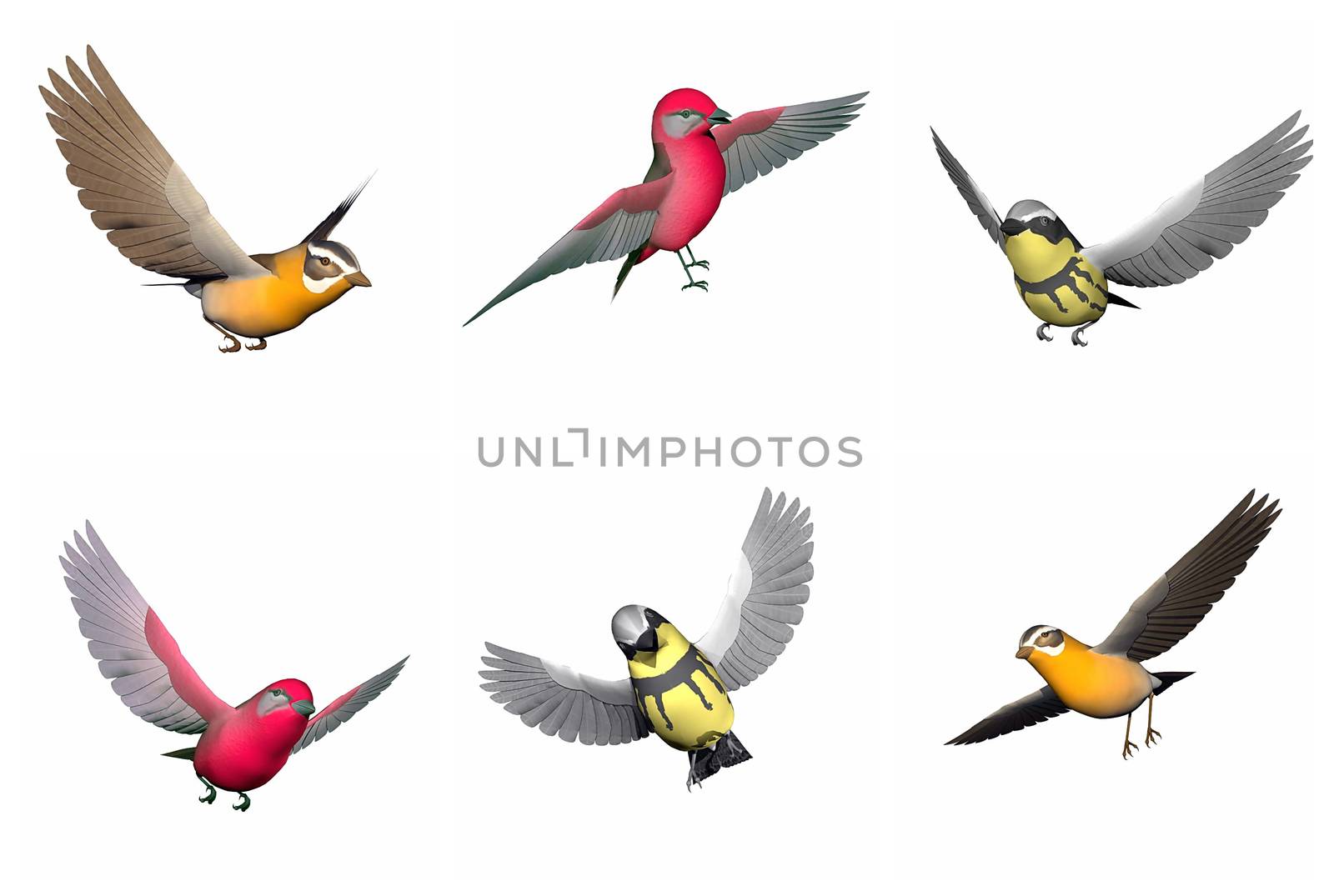 Colorful songbirds in white background. Grosbeak songbird, Tanager songbird and Wabler songbird