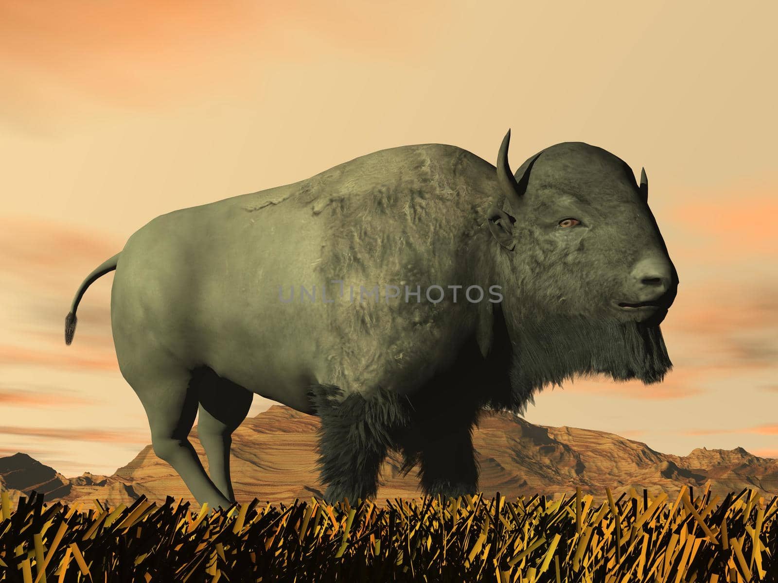One bison standing in yellow grass in front of rocky mountain by sunset