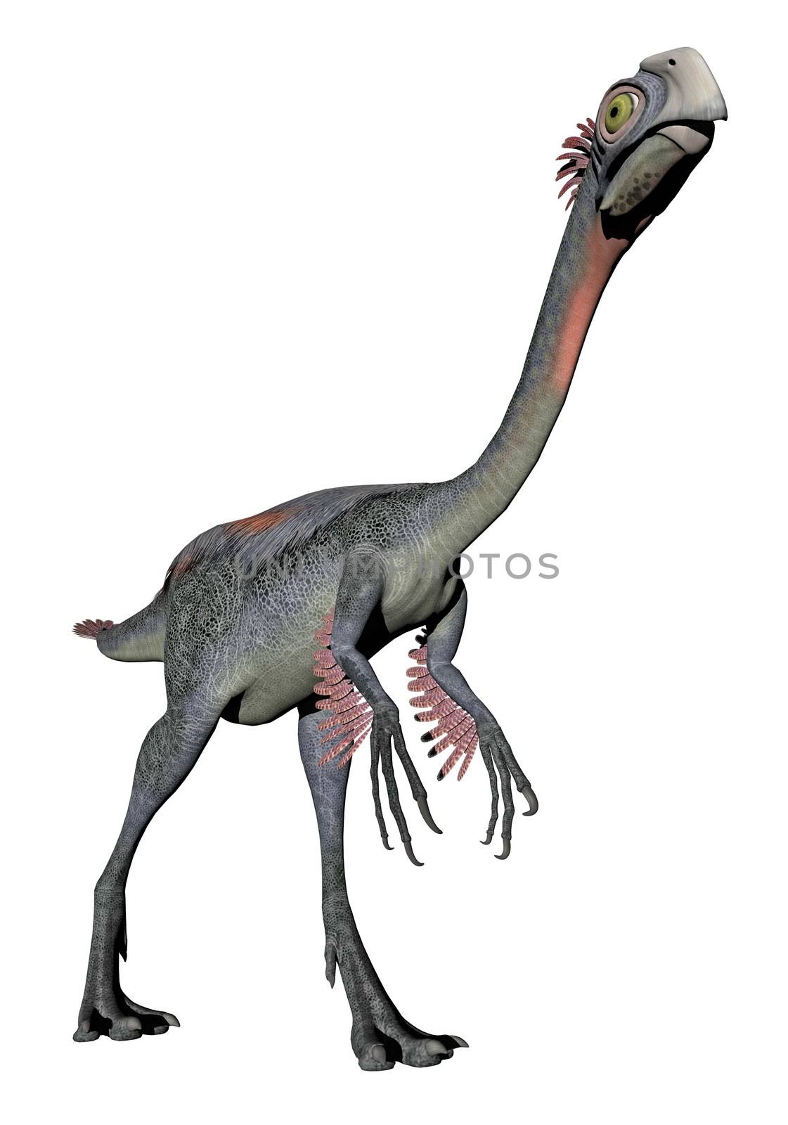 Gigantoraptor dinosaur walking in white background