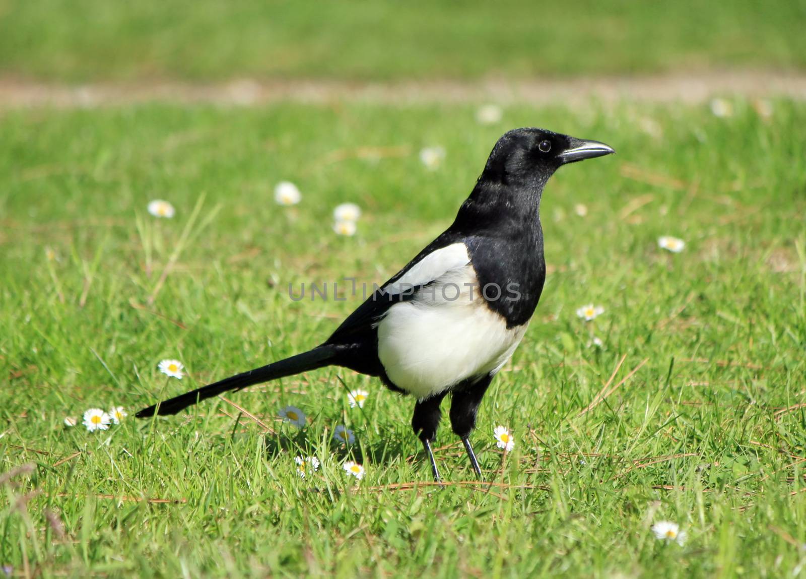 Magpei bird standing on the green grass among small white flowers