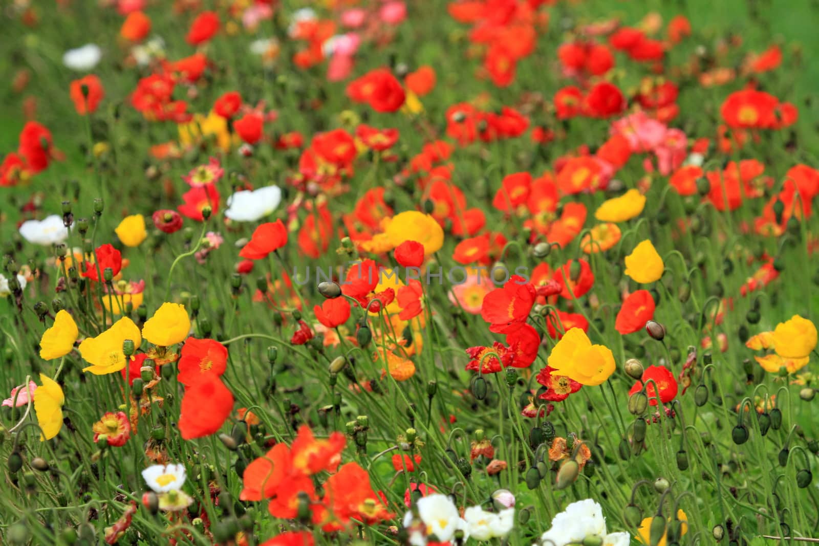 Colorful poppies and other yellow and white flowers as a background
