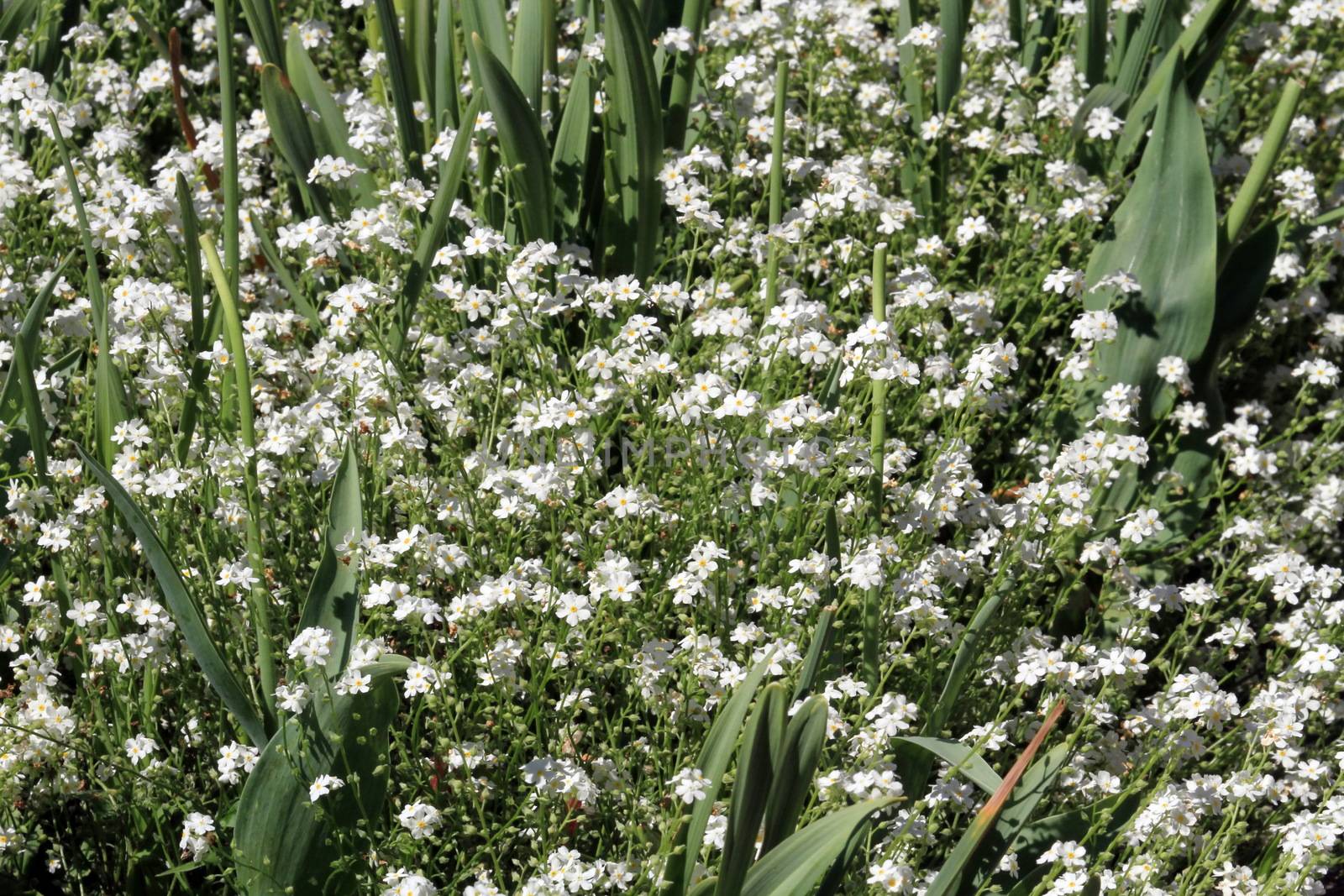 Many myosotis flowers as a background