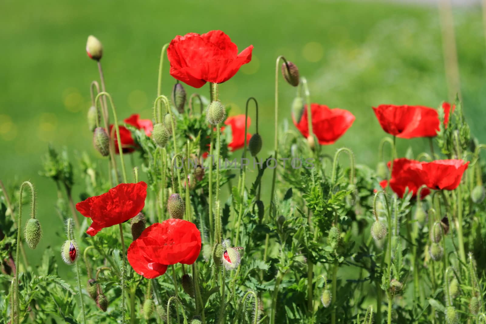 Several beautiful red poppies in green nature background