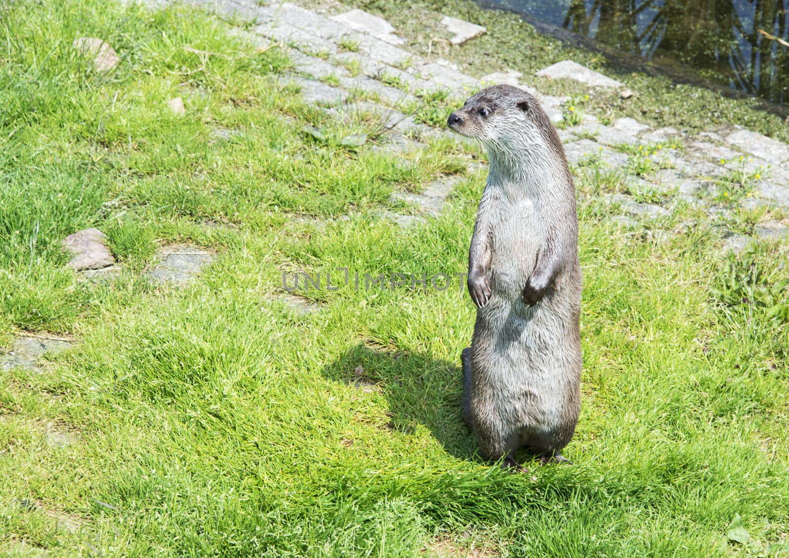 curious otter standing on green grass near the water