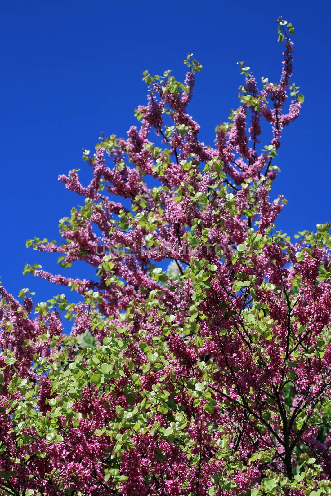 Flowers on a judas tree by beautiful weather