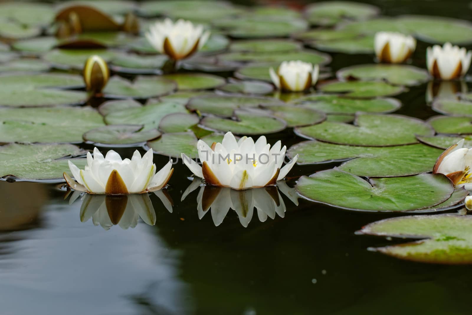 water lily on the pond by NagyDodo