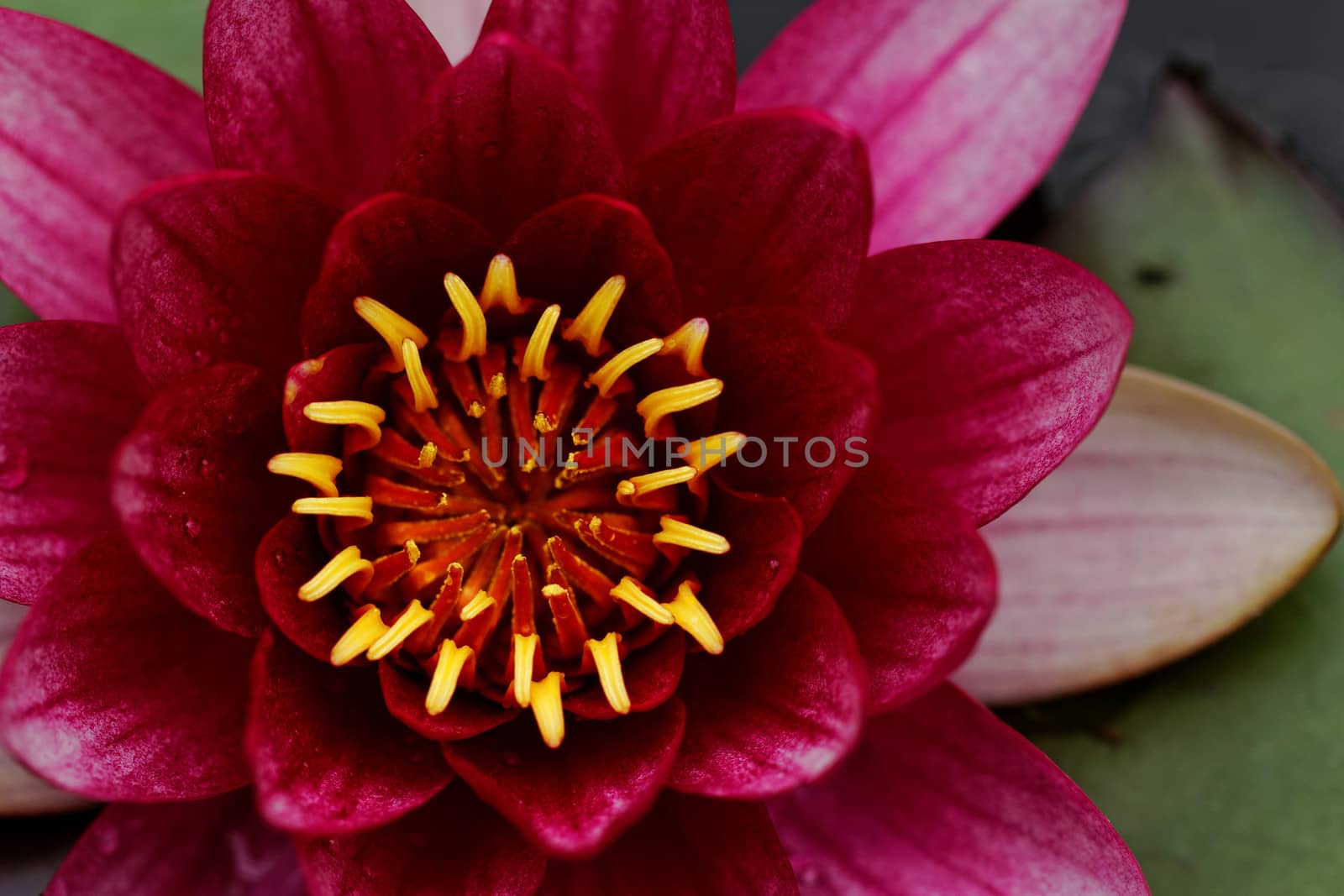 closeup about purple water lily on the small Lake