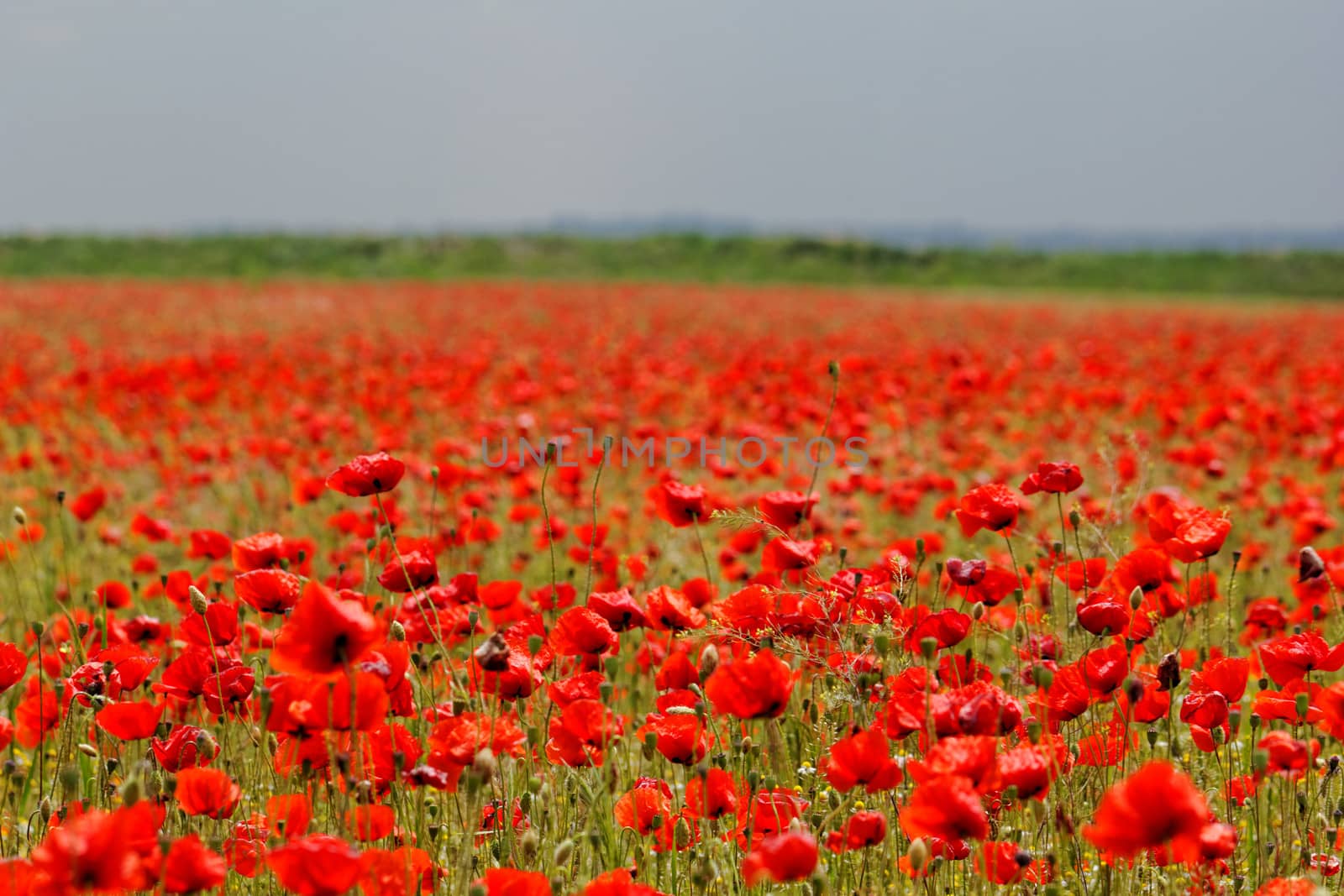 Huge red colored poppy field