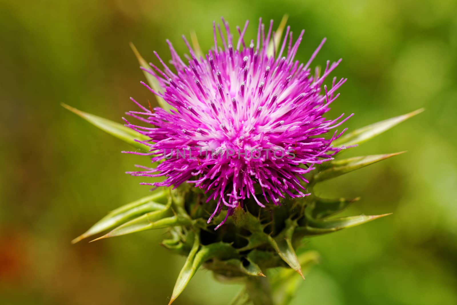 close-up about violet thistle flower on poppy field