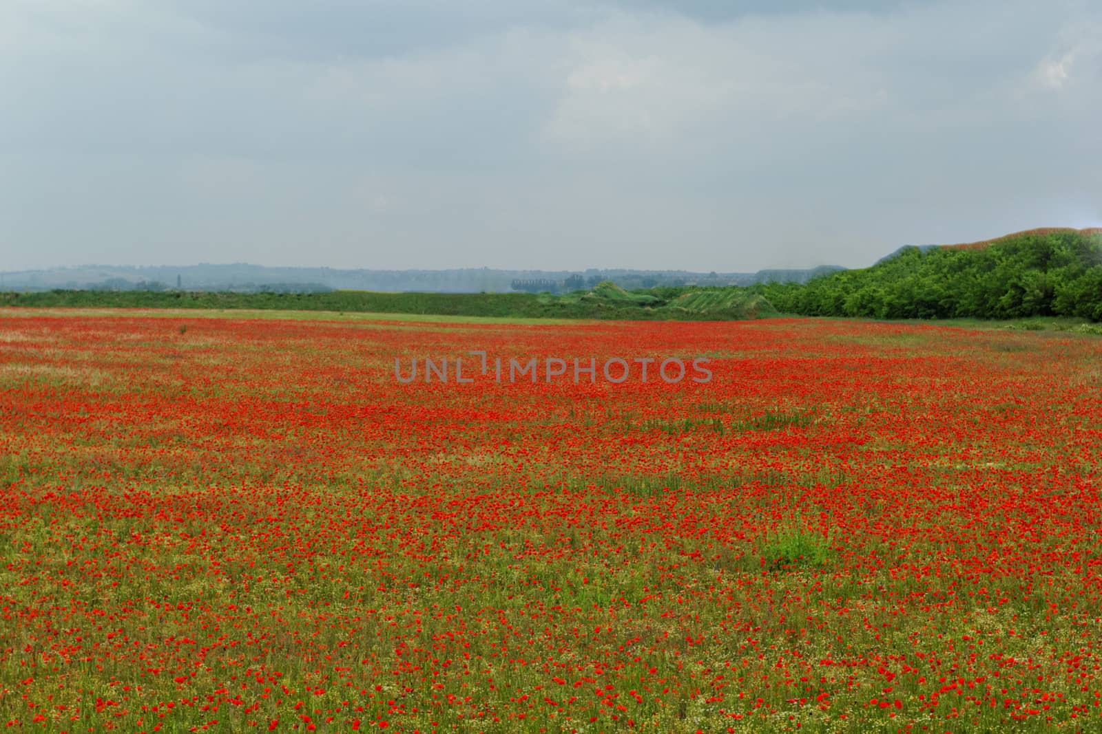 Huge red colored poppy field