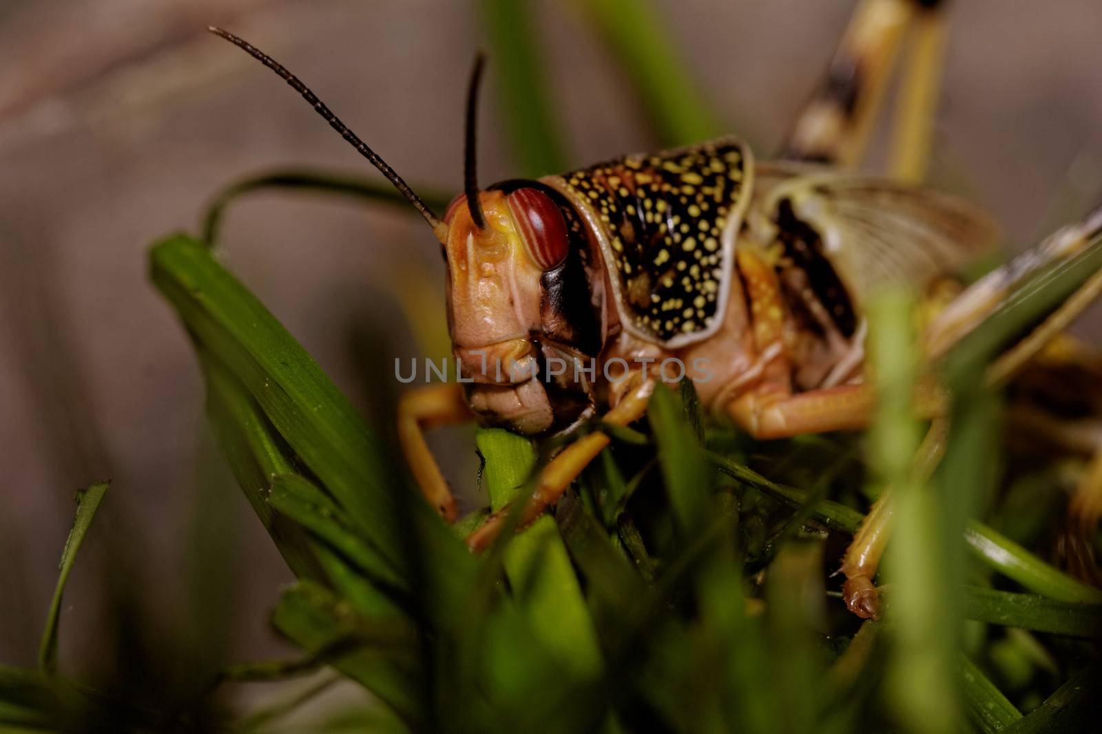 one locust eating the grass in the nature