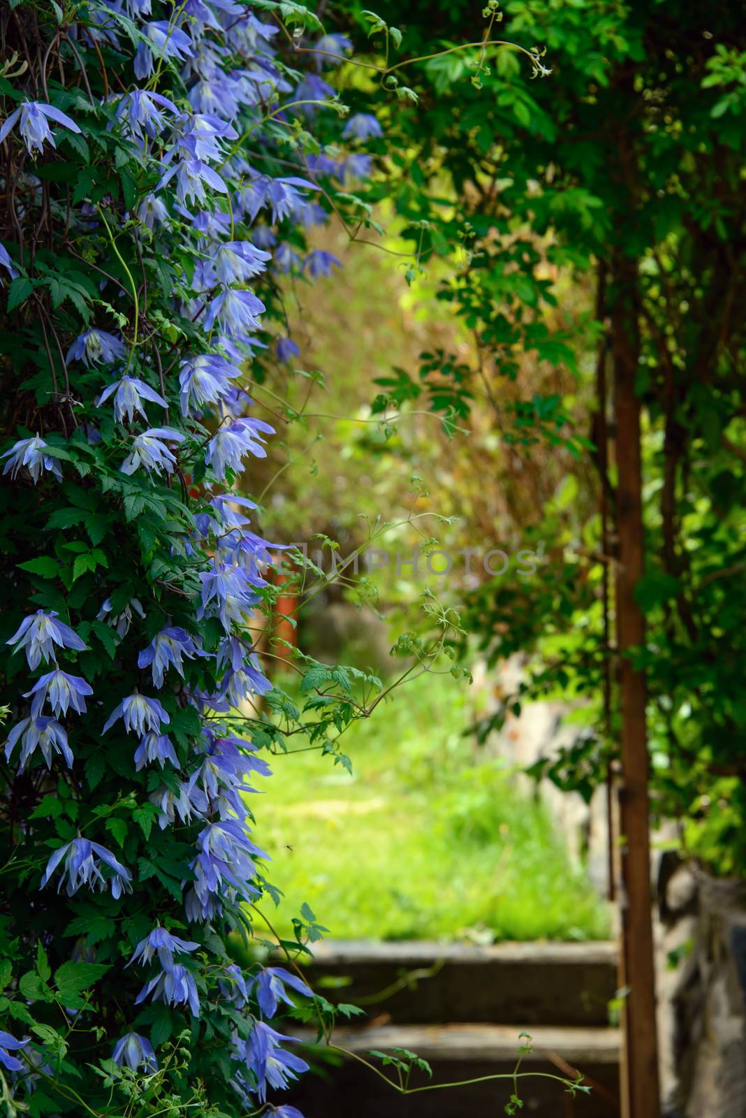 A garden entrance surrounded by lavender coloured clematis