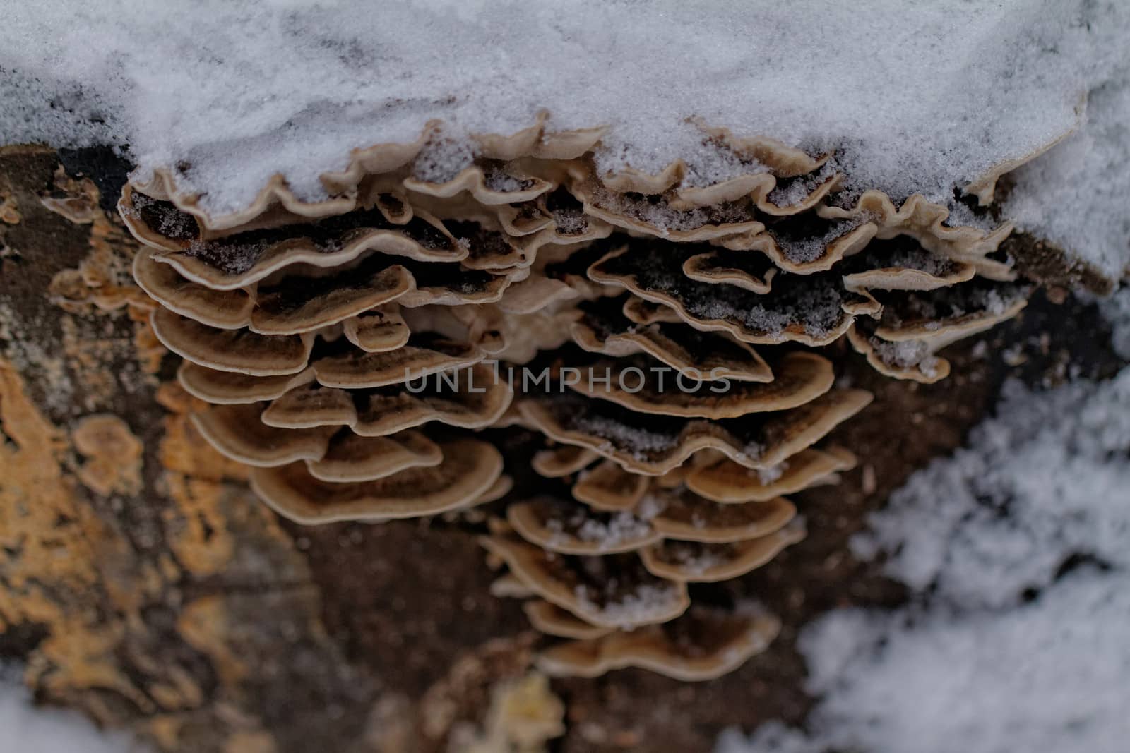 tinder fungus on the trunk of a snowy tree