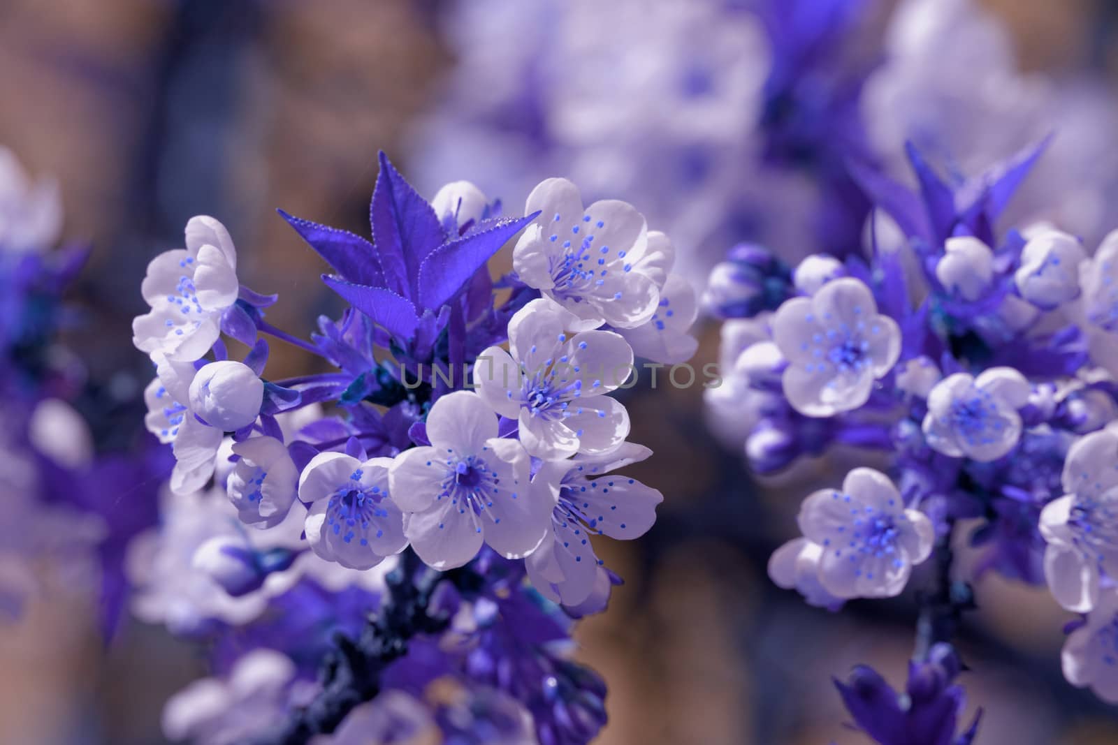 blossom cherry tree by NagyDodo