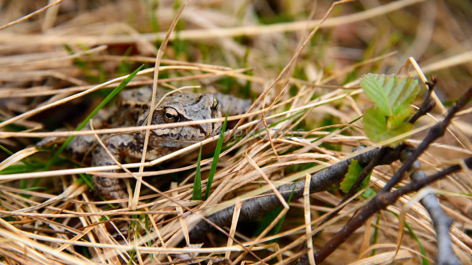 A toad hiding in withered grass