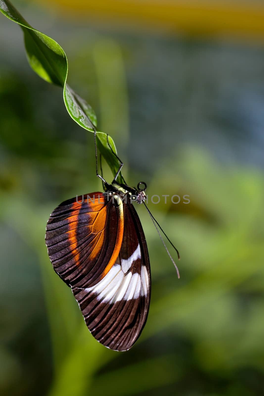 Butterfly hanging on a leaf
