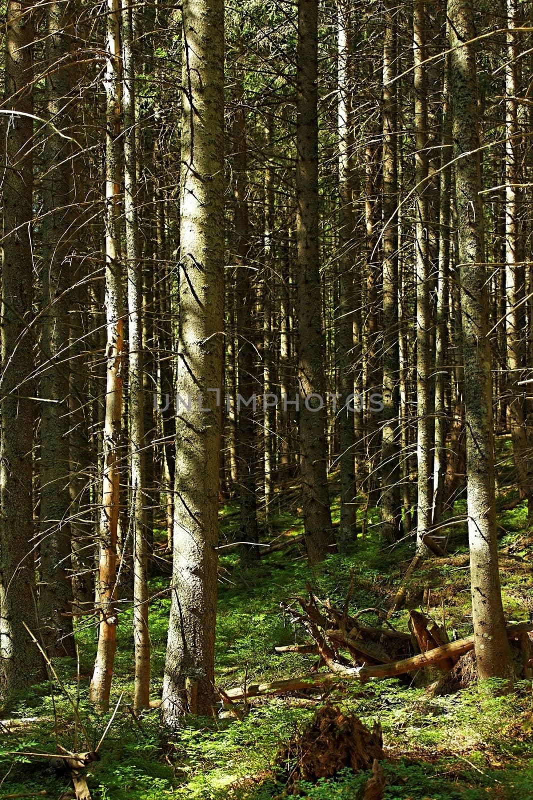 Forest detail with huge trees