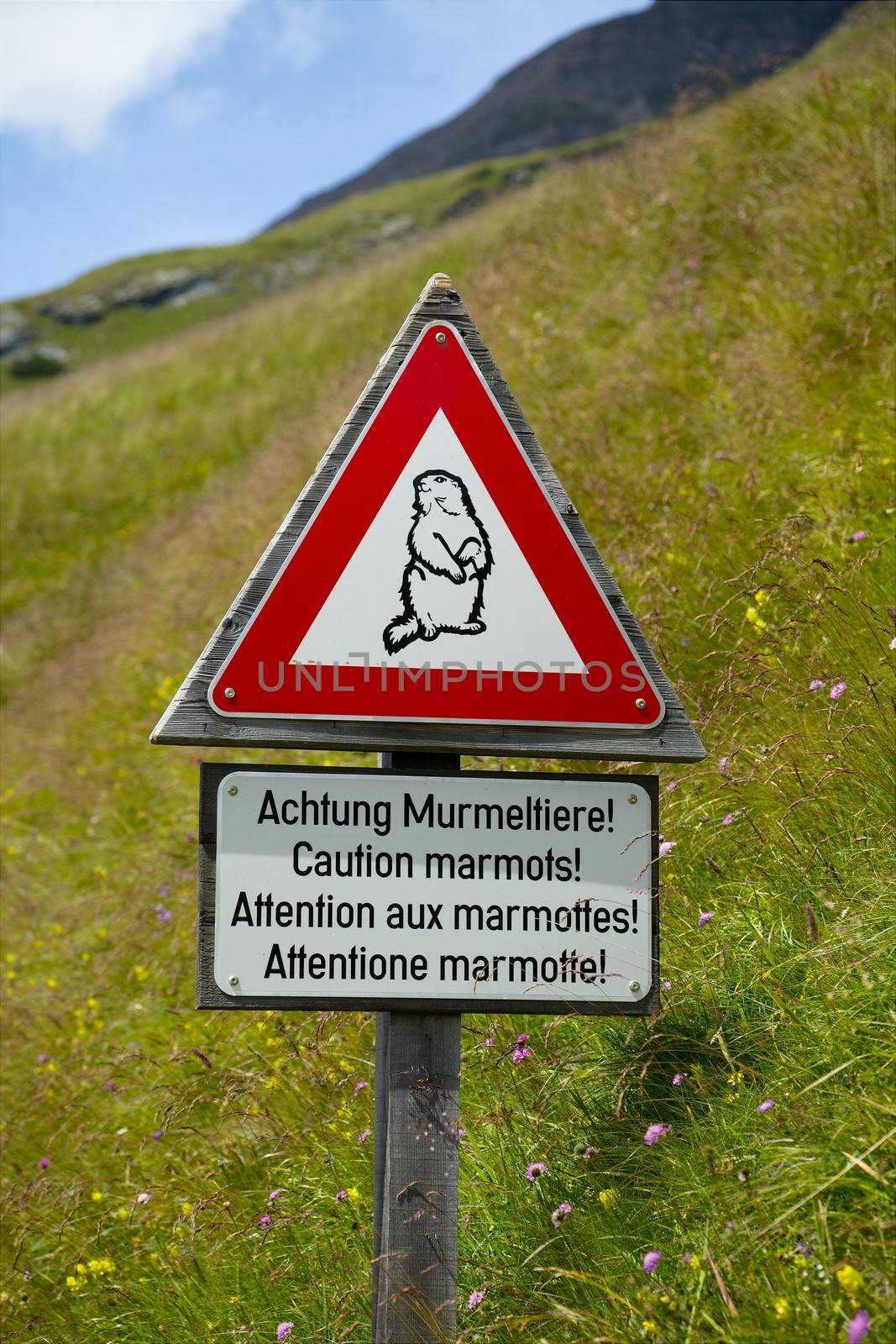 Marmots by Gudella