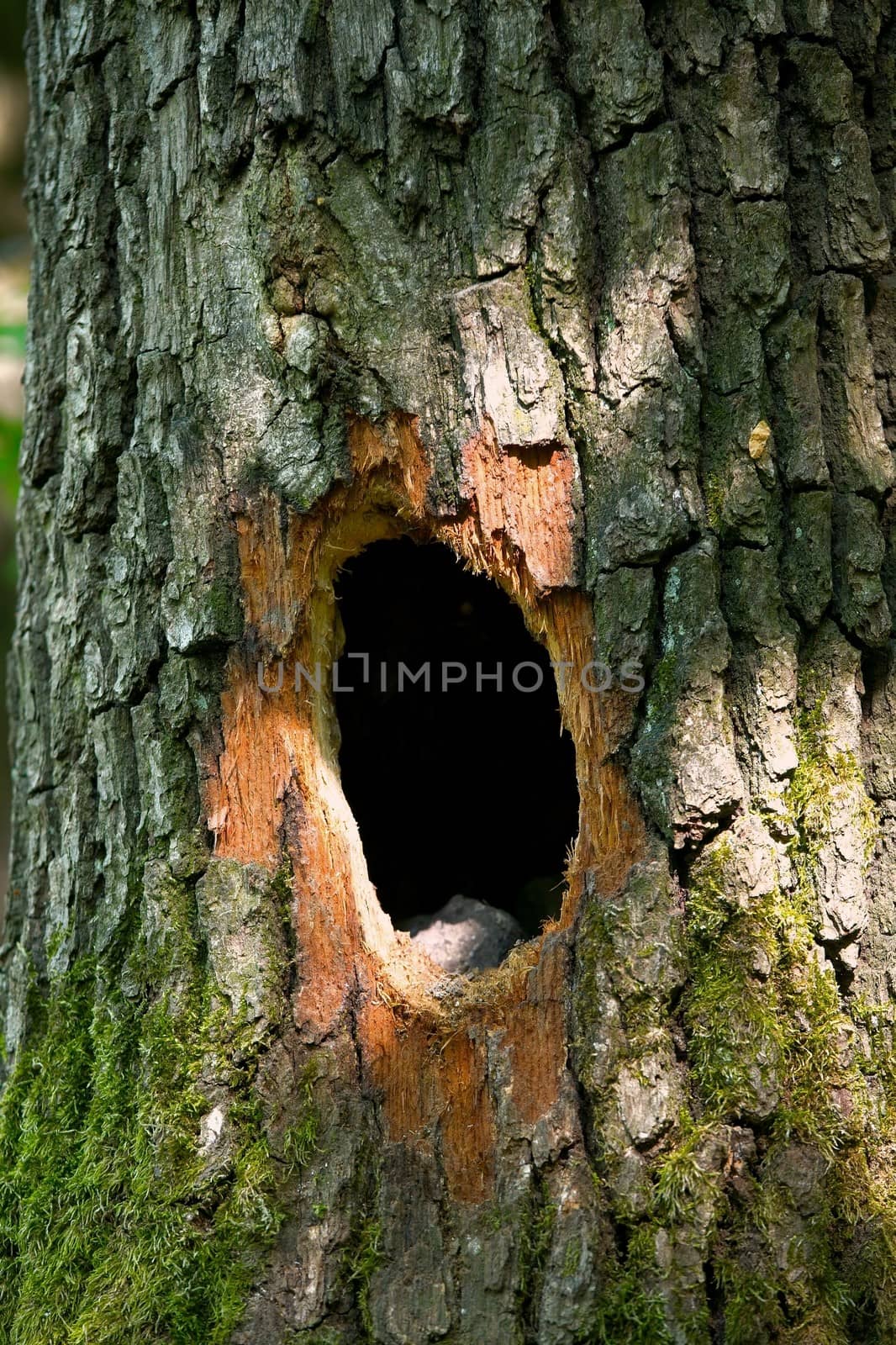 Animal's hole on a tree trunk