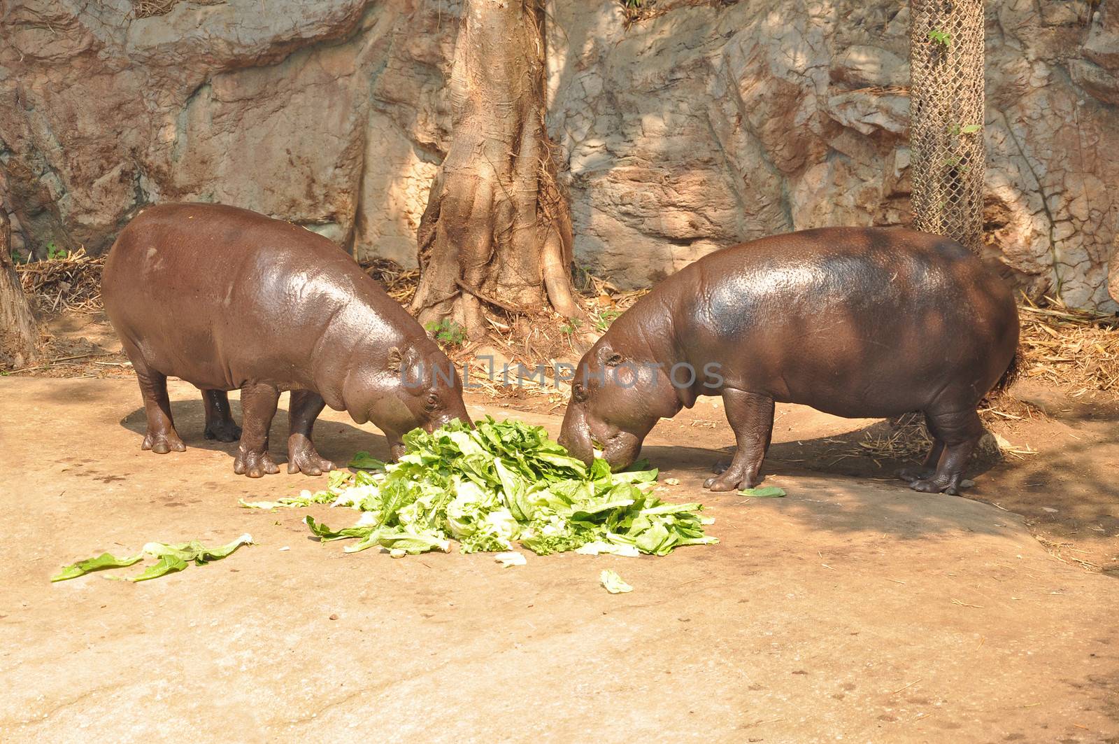Pygmy hippopotamus skin is greenish-black or brown, shading to a creamy gray on the lower body.