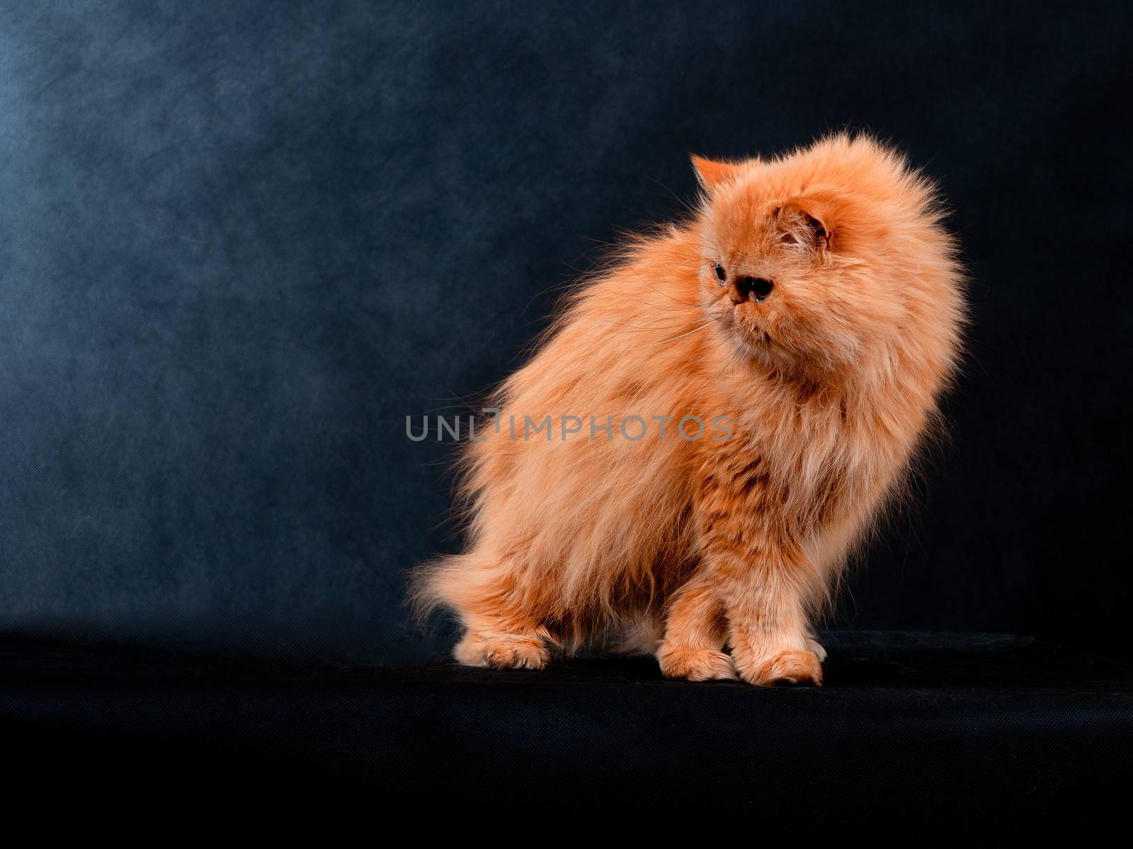 Adult house Persian cat of a red color on a black background with illumination by kontrovy light