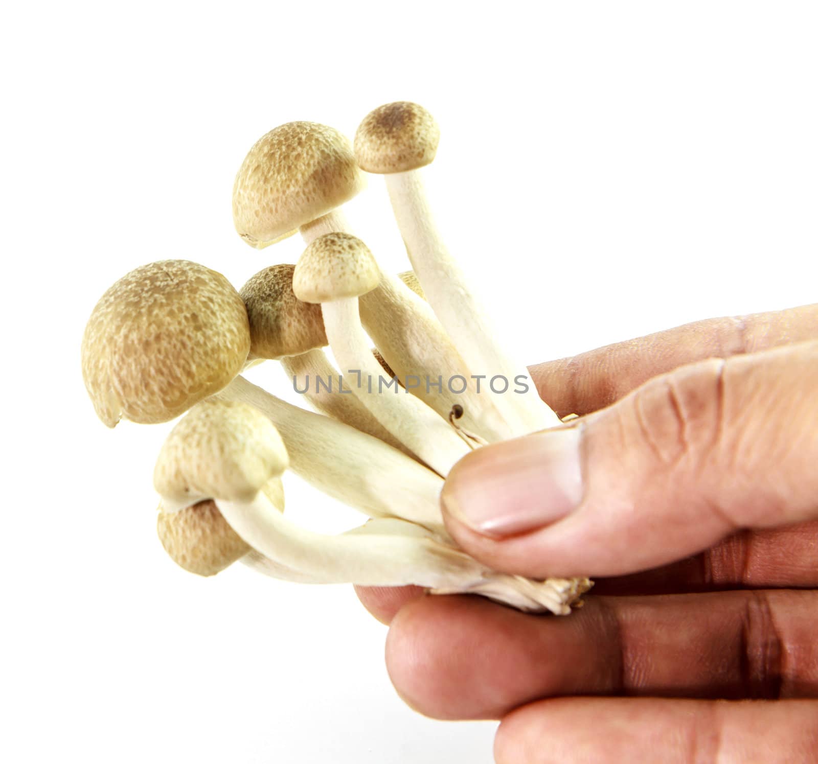 Mushroom with hand on white background