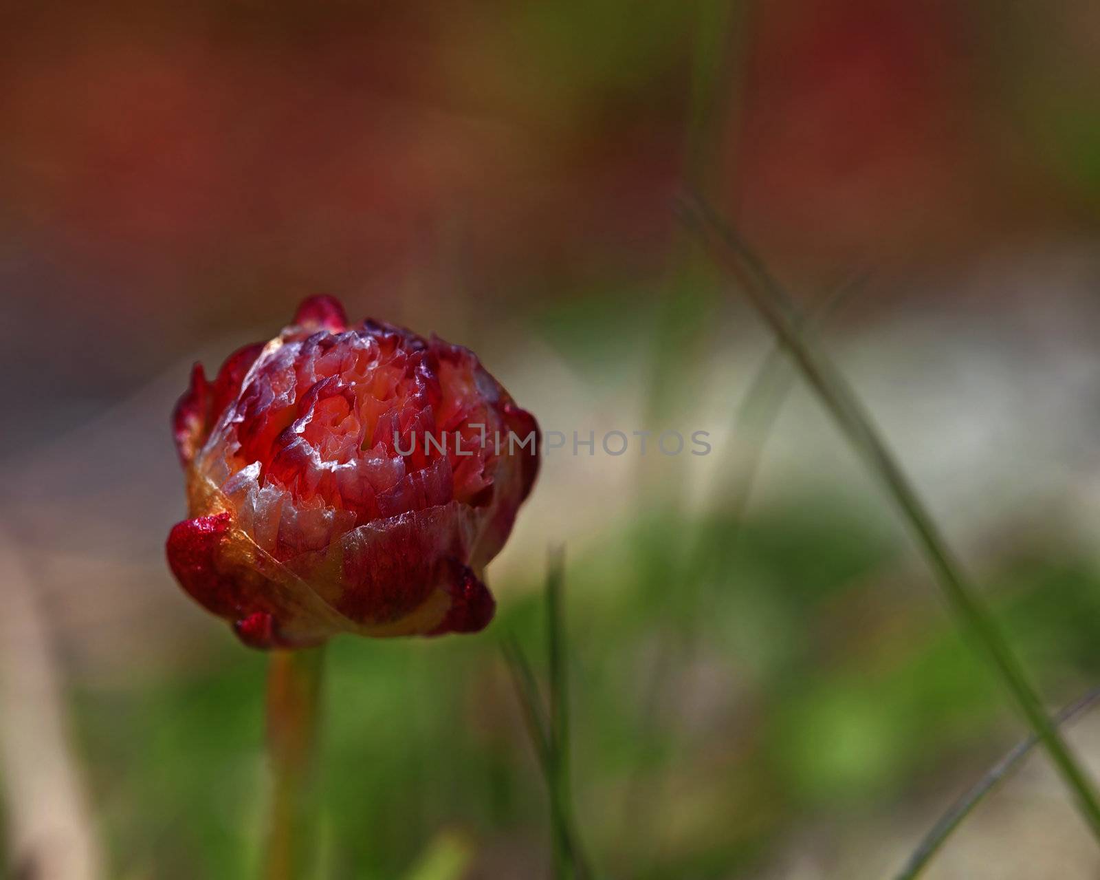 Macro picture of thrift flowers - shallow DOF