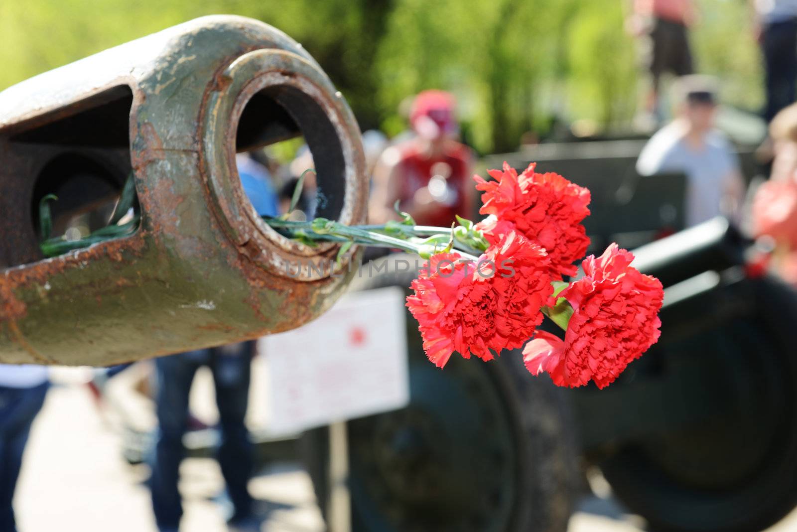  Bouquet of carnations in the trunk of an artillery piece