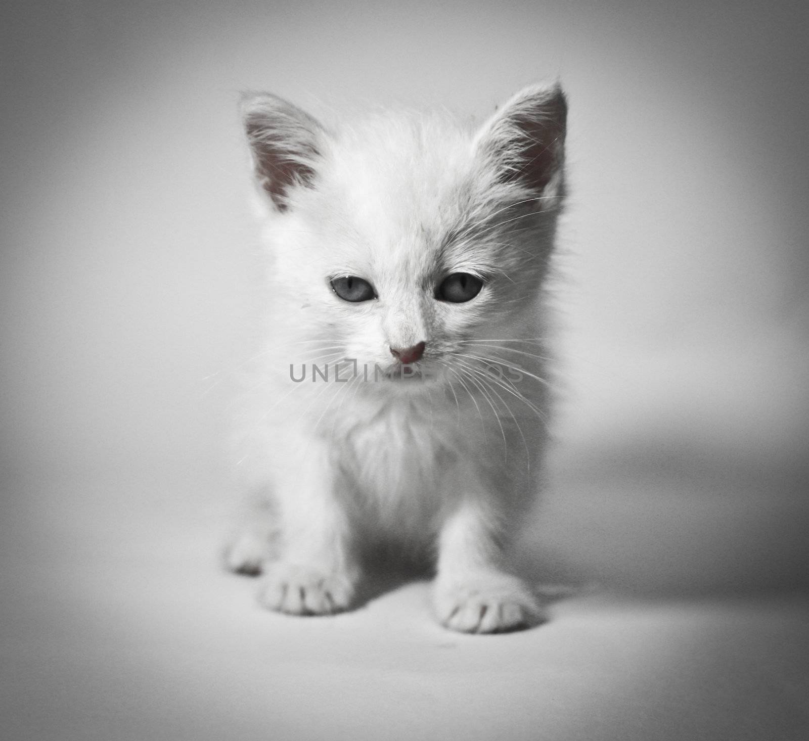  siberian kitten on white background 