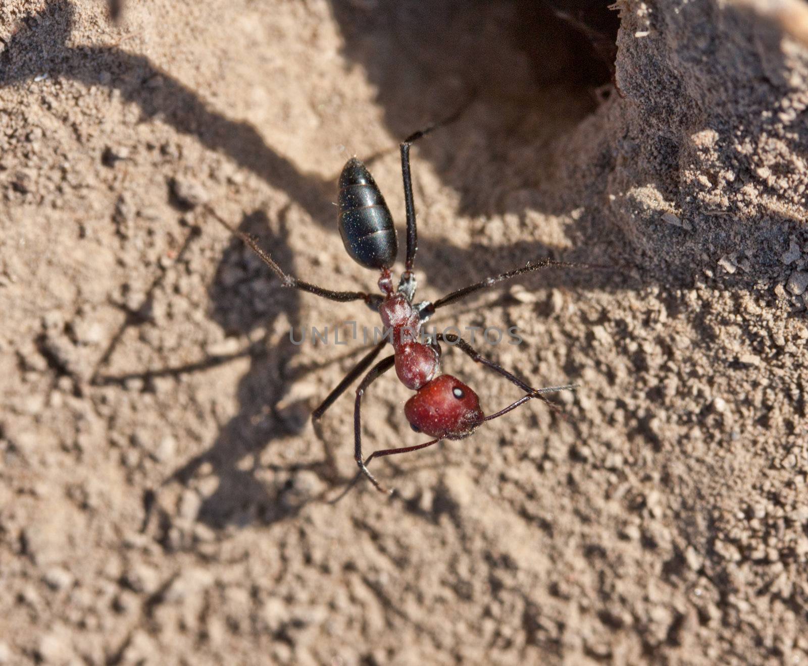 ant with a red head by schankz