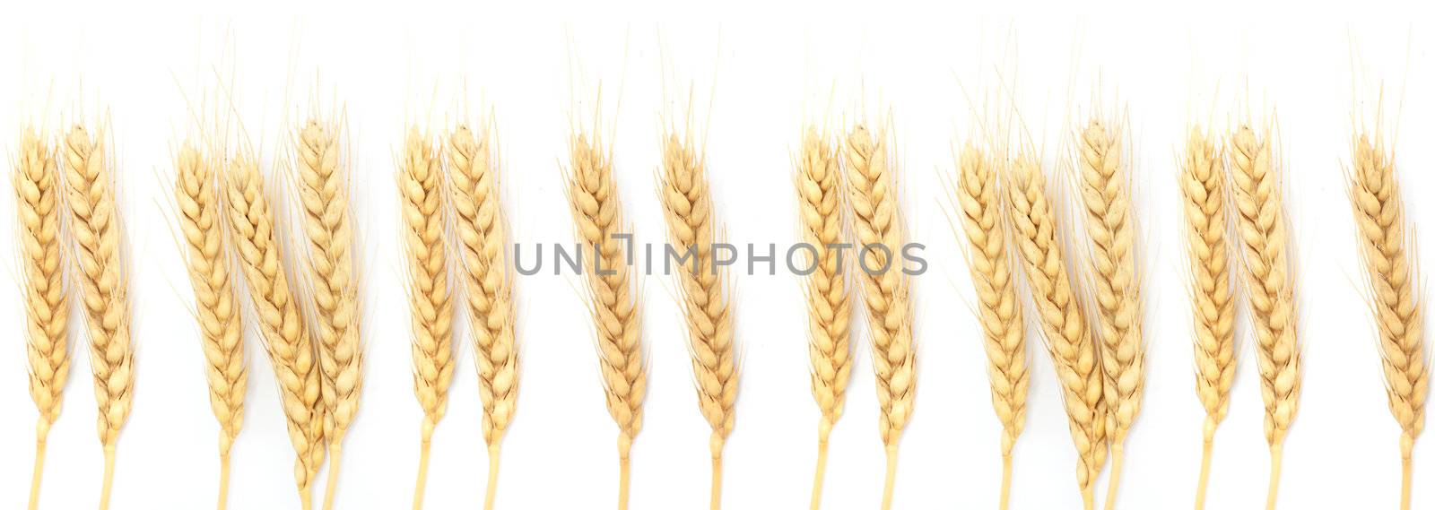 Wheat ears isolated on white  by schankz
