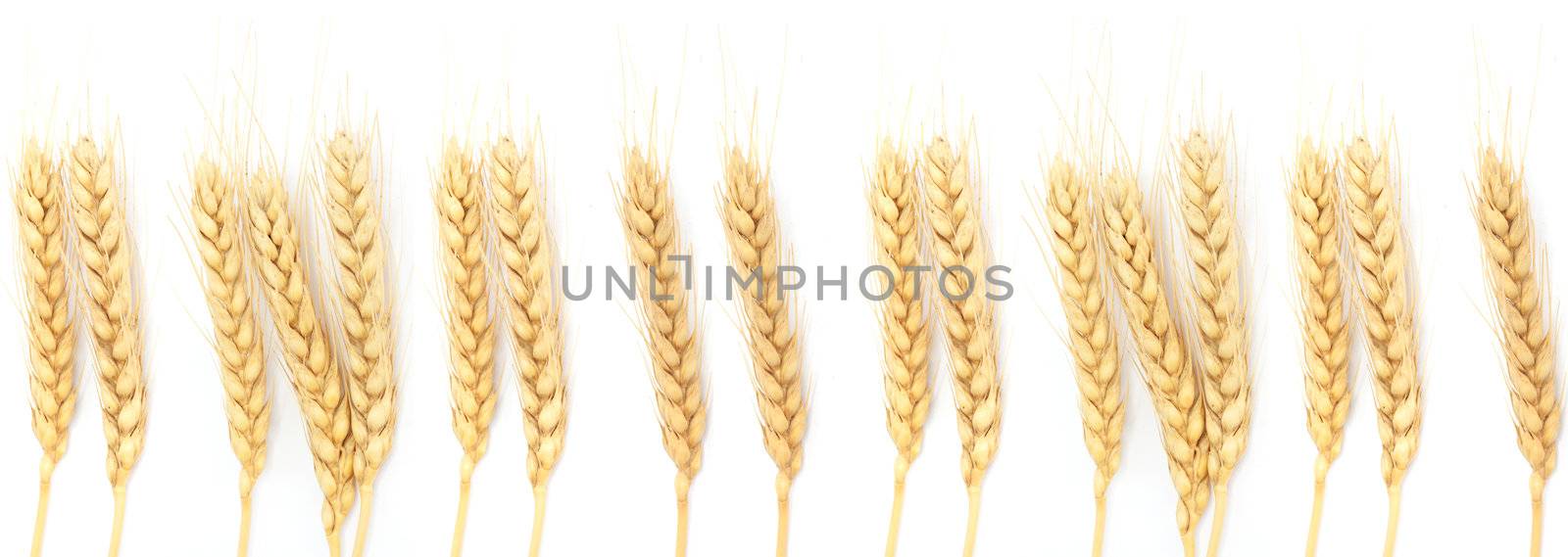 Wheat ears isolated on white 