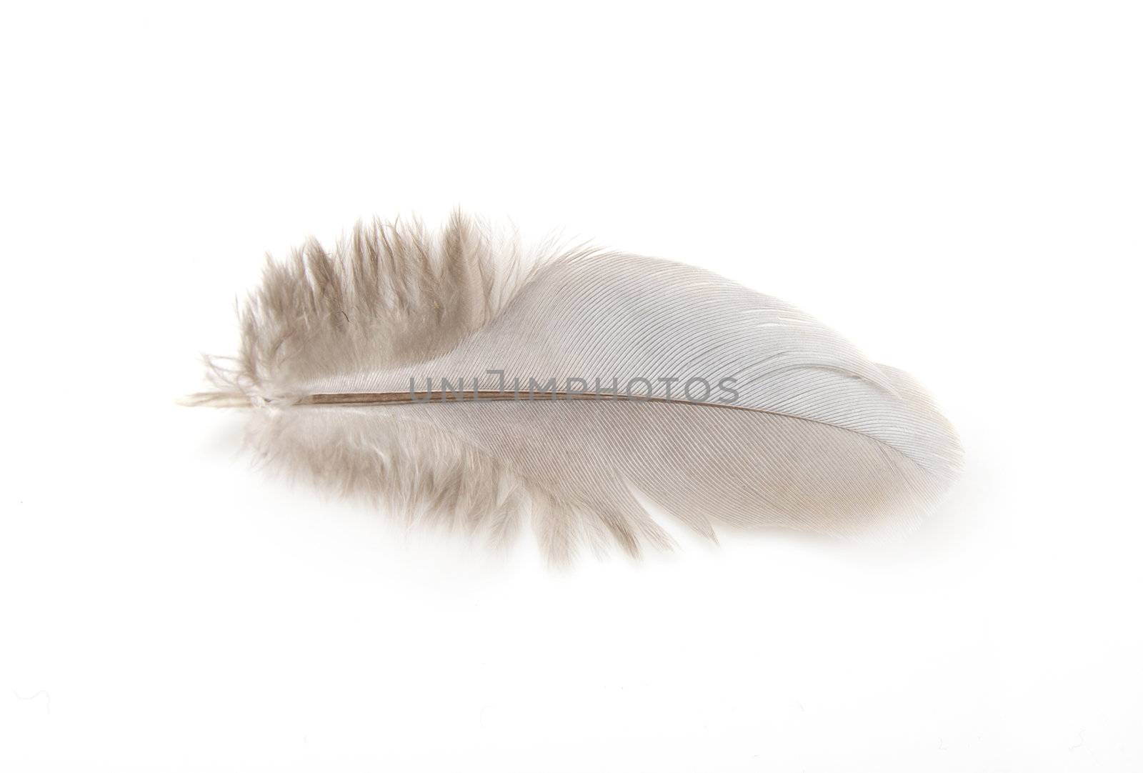 Feather of a pigeon on a white background by schankz