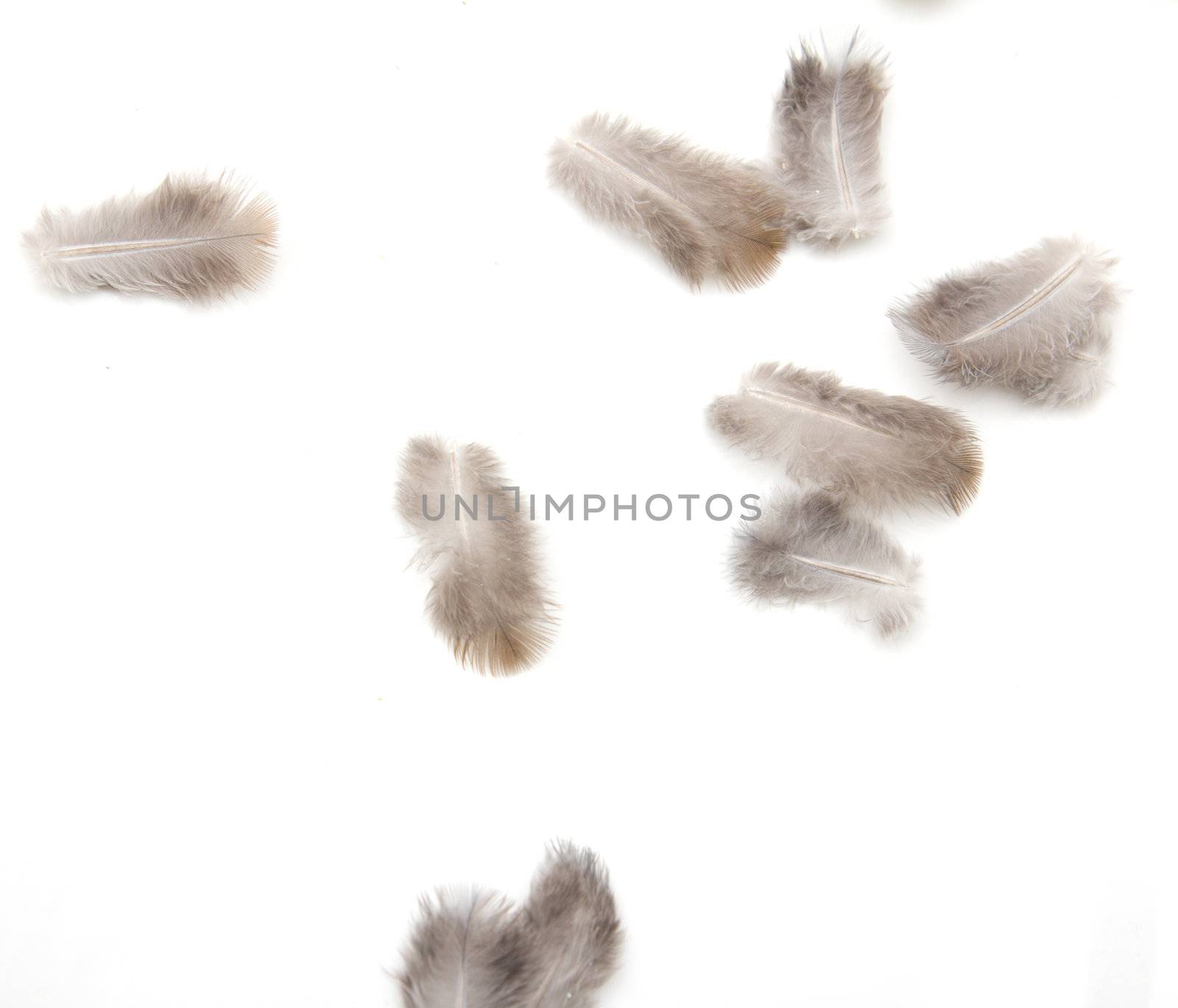 feathers on a white background by schankz