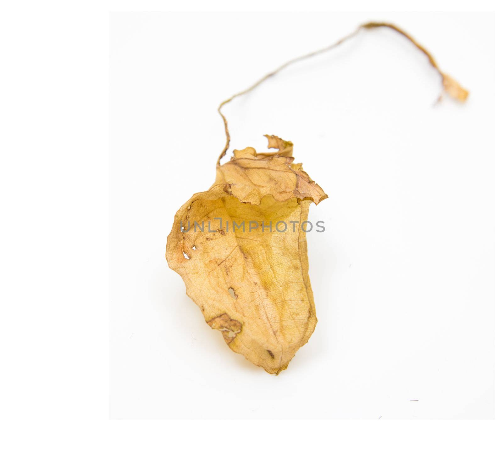 dry leaf on a white background