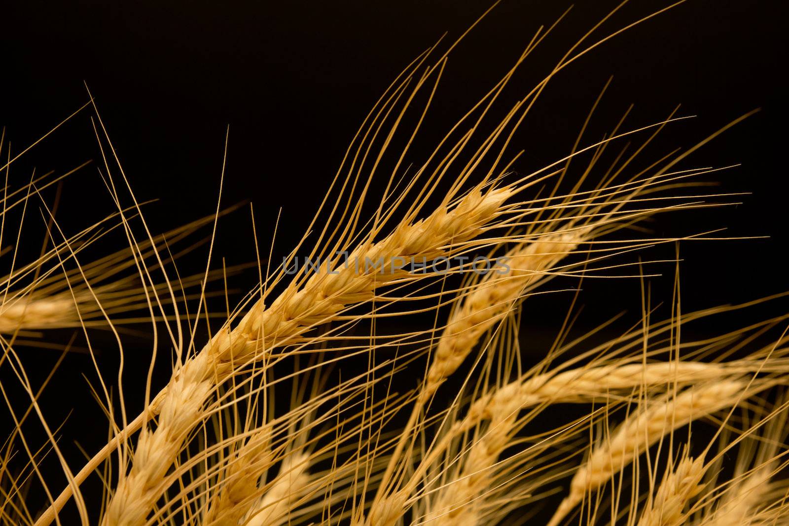 ears of ripe wheat on a black background  by schankz