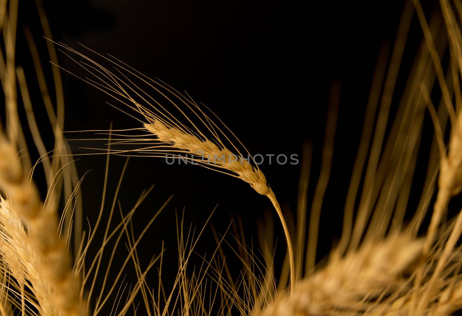 Yellow wheat on a black background